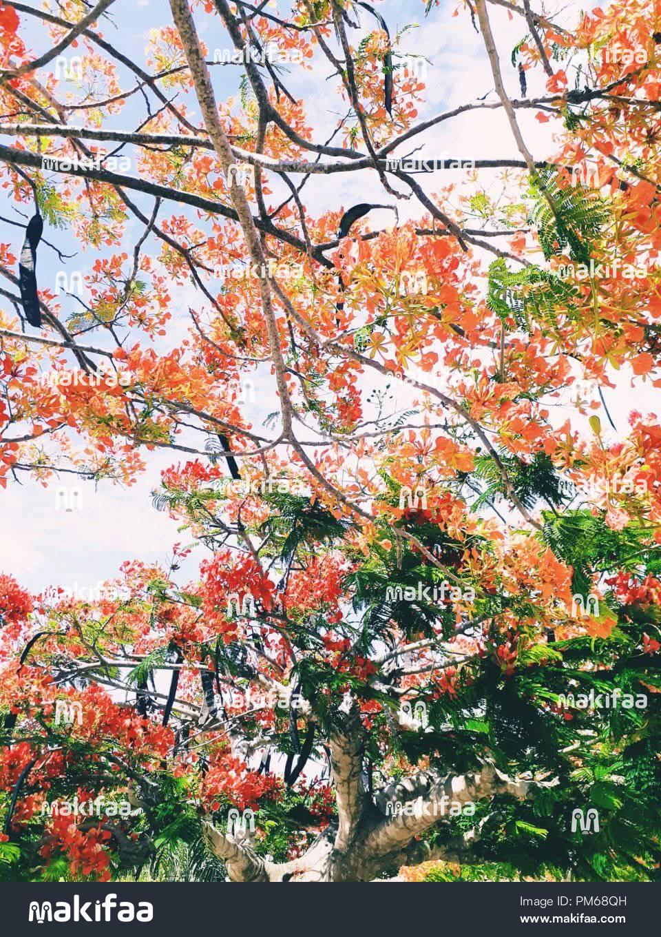 Red Acacias