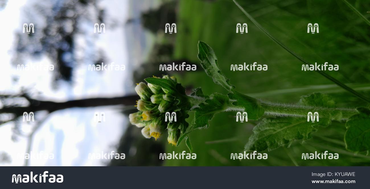 Close-up of a green plant growing in a natural field