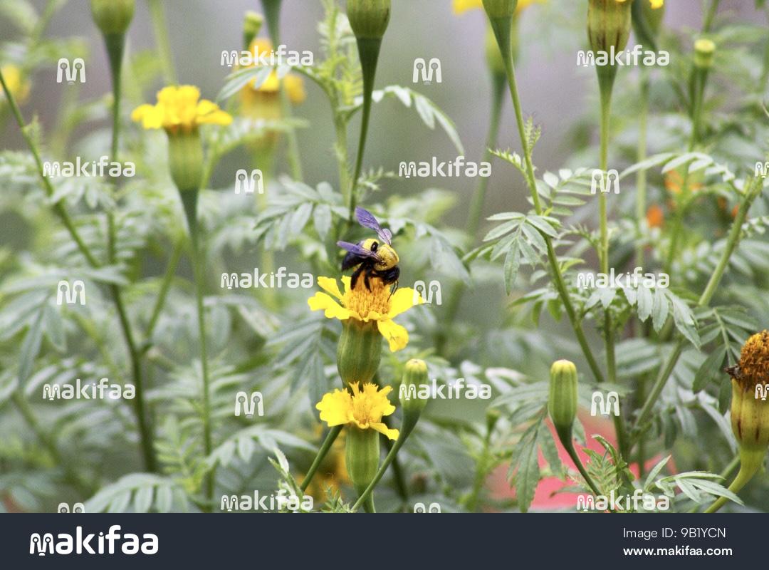 Bee on marigold flower