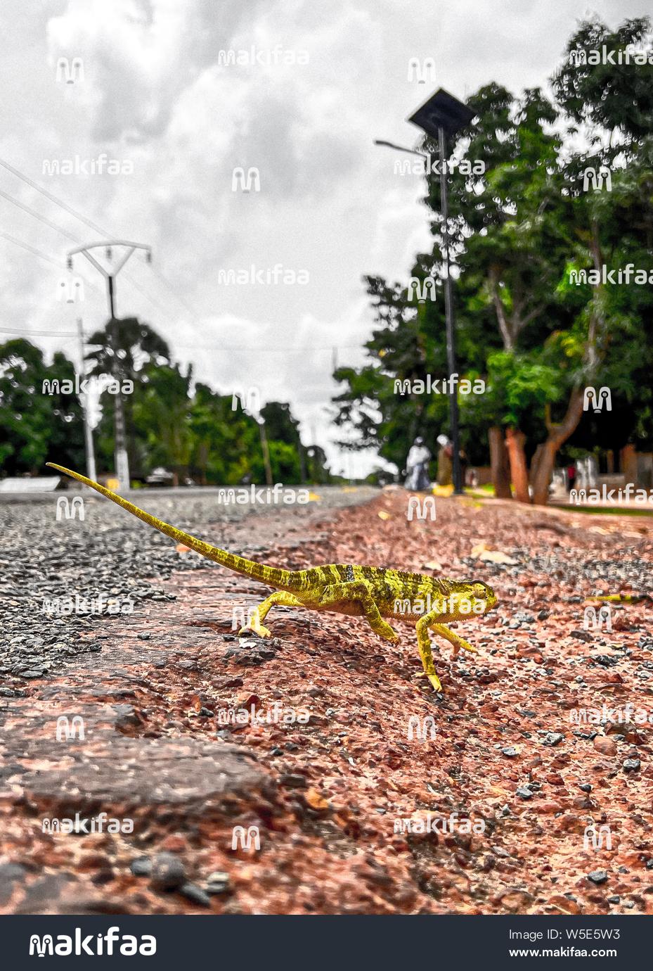 Caméléon traversant une route dans la végétation tropicale