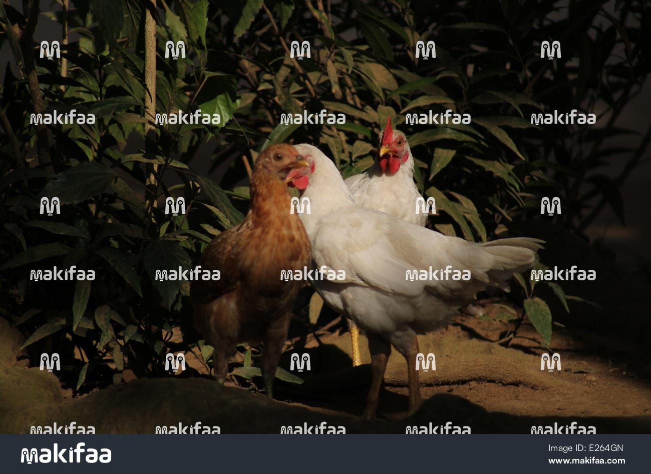 Réunion de poulet