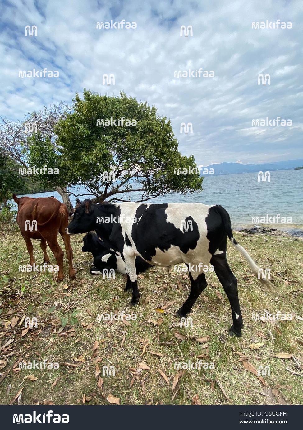 Vaches au bord d&#39;un lac profitant de l&#39;herbe 