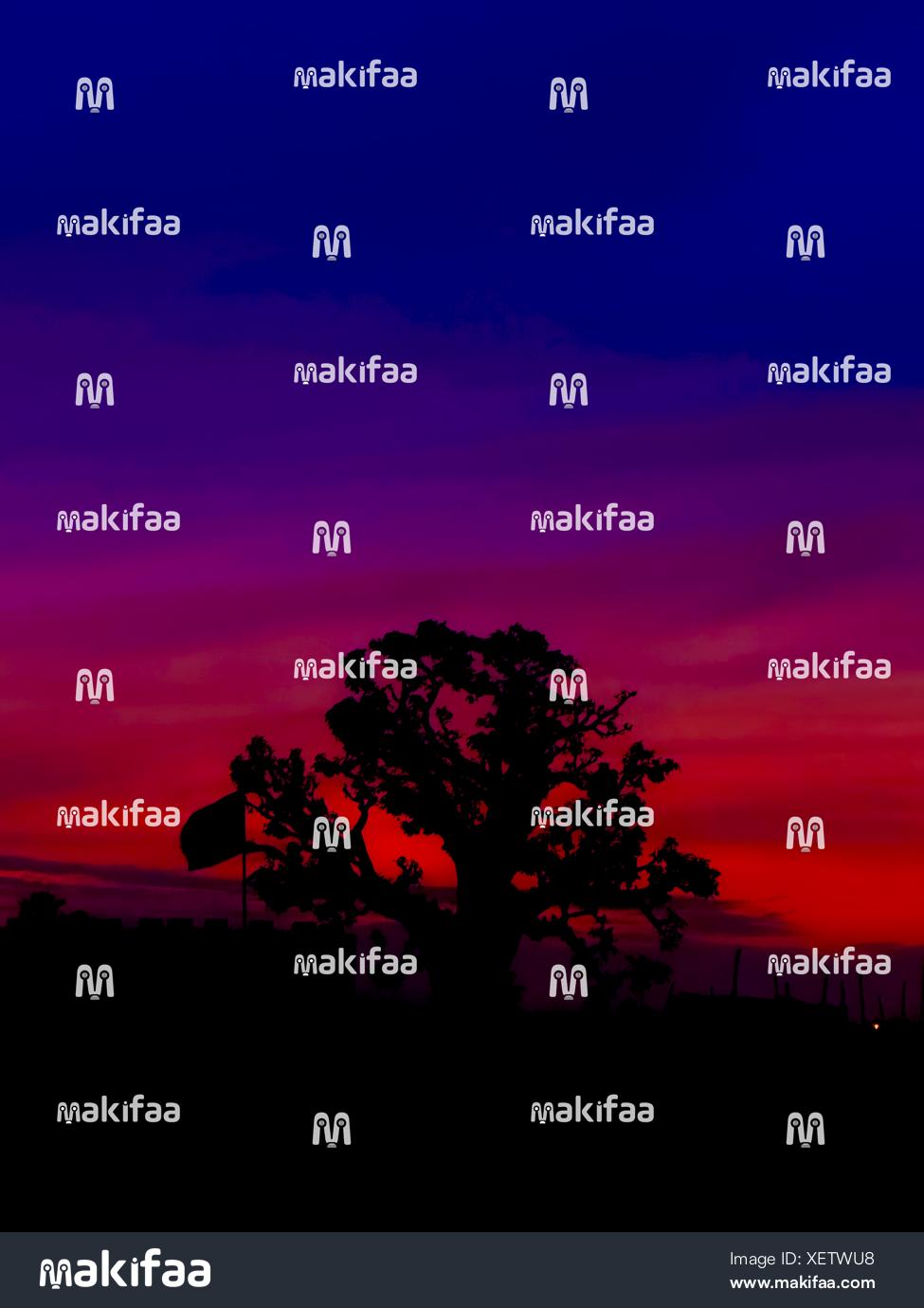 Coucher de soleil intense derrière un arbre isolé