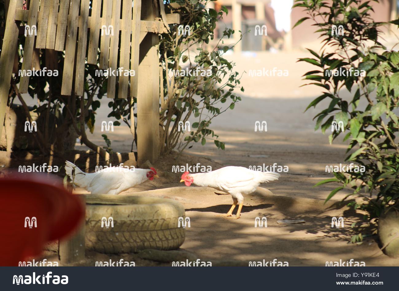Scene of two roosters about to fight