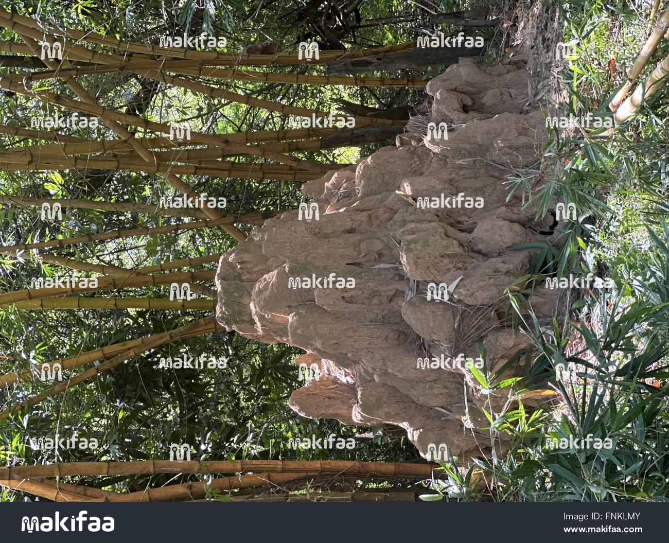 Grande cupinzeiro feito de terra vermelha no coração de uma floresta. 
