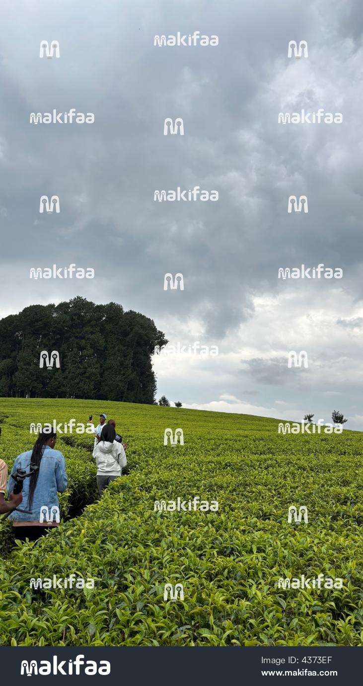 Vue d'un champ de plantation de thé vert au Rwanda