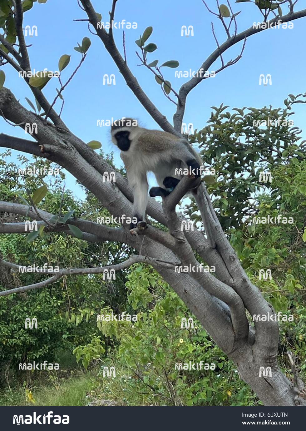 Scène d'un singe montant sur l'arbre