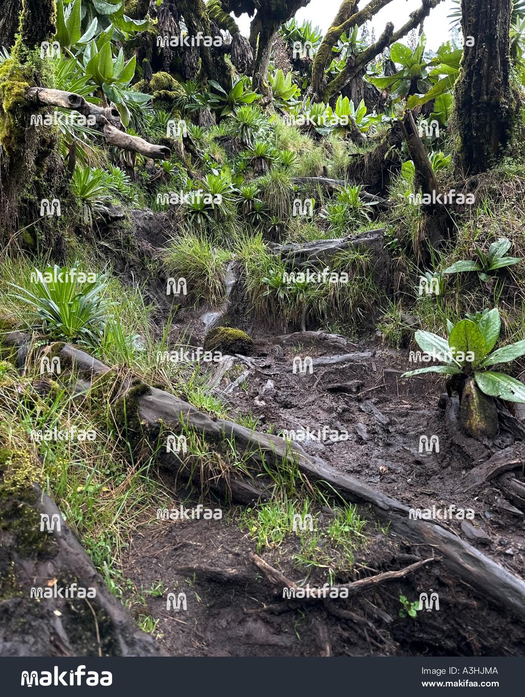 Muddy soil and Natural Landscape in Volcanoes National Park 