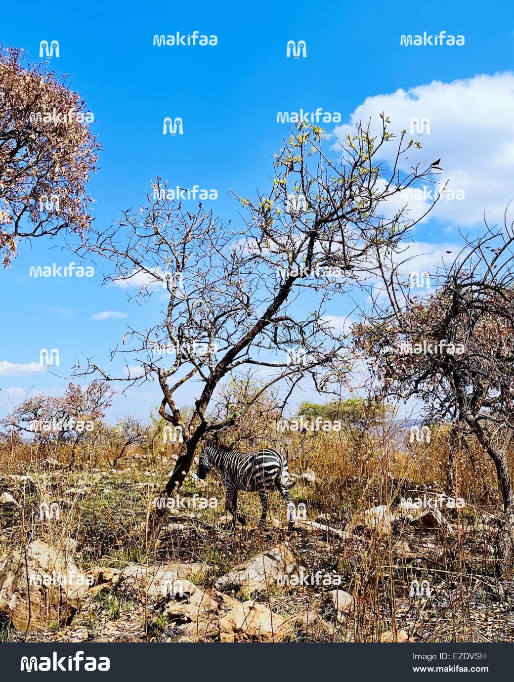 playful zebra roam freely in their natural habitat