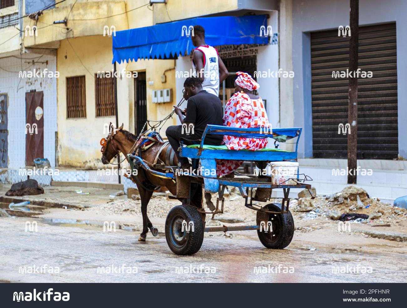 Woman and two young men on a dromedary during the rainy season