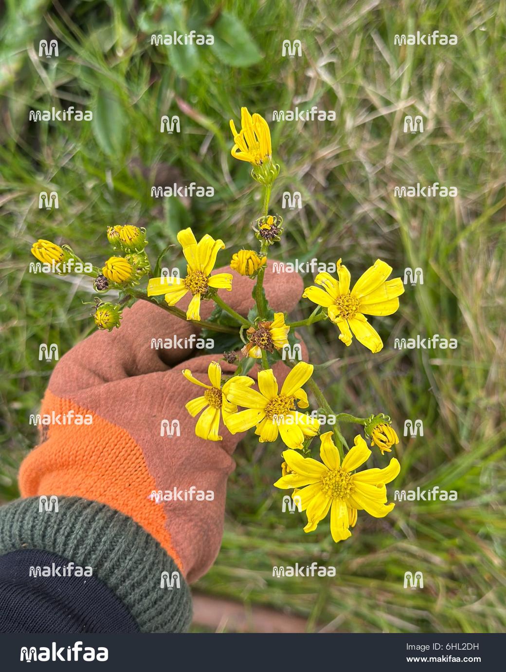 Small bright yellow wildflowers 