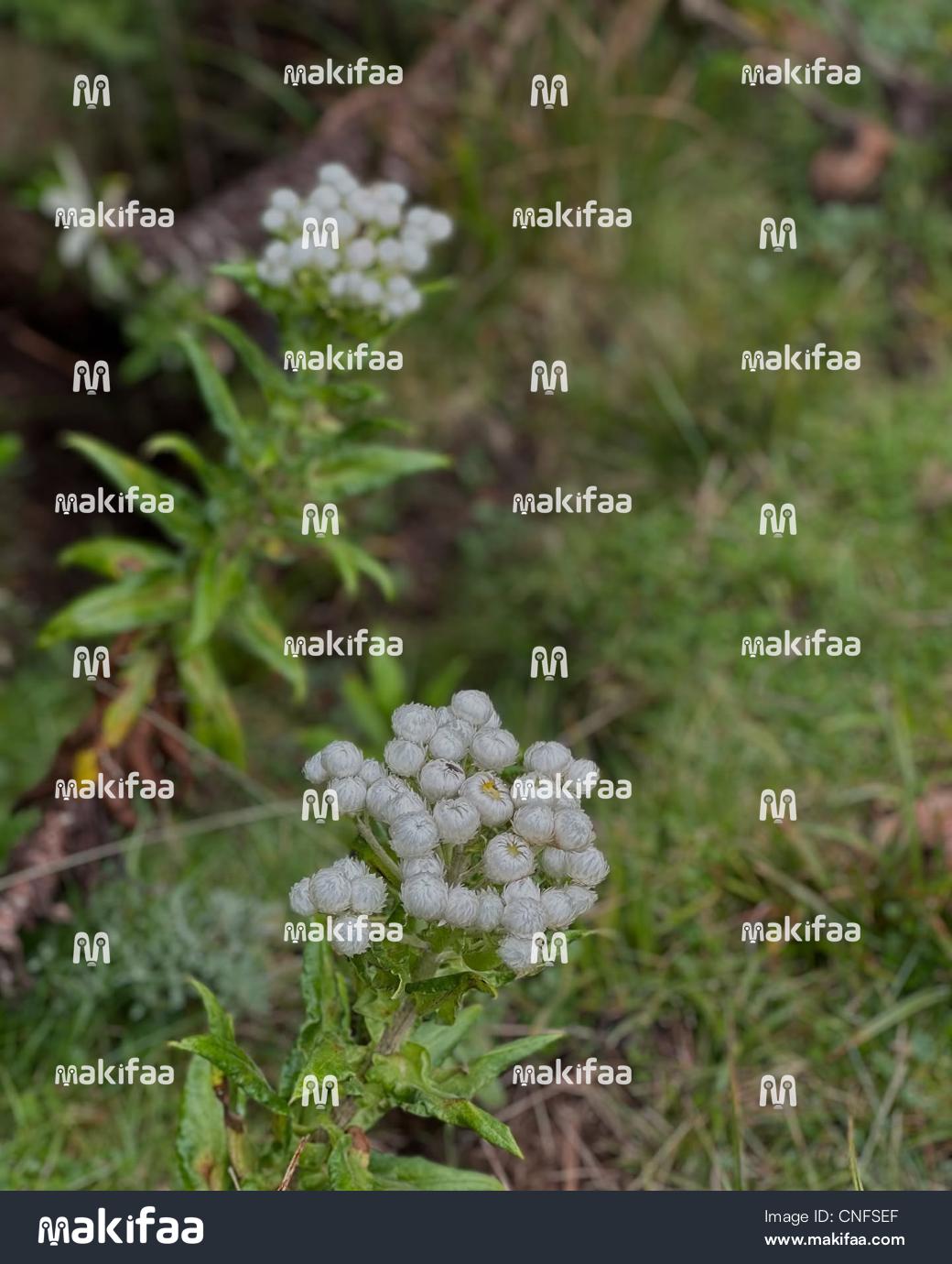 Small white wildflowers close up view 