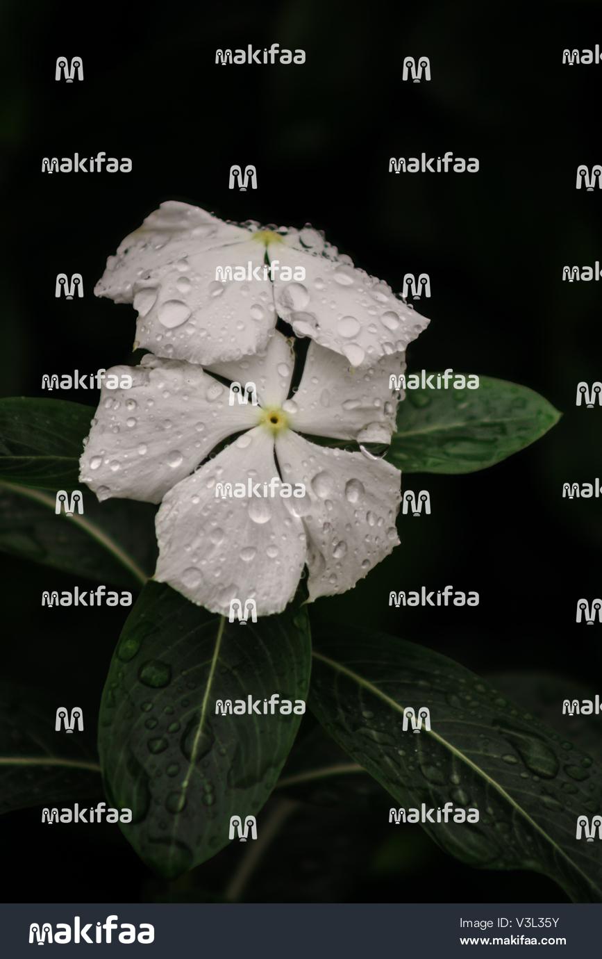 Morning freshness on white petals