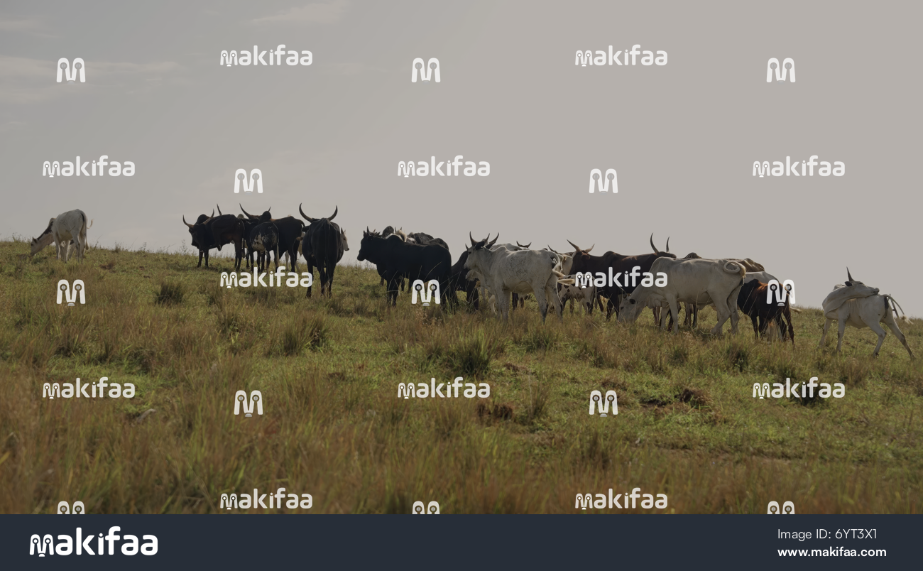 A herd of cows on a green hill 