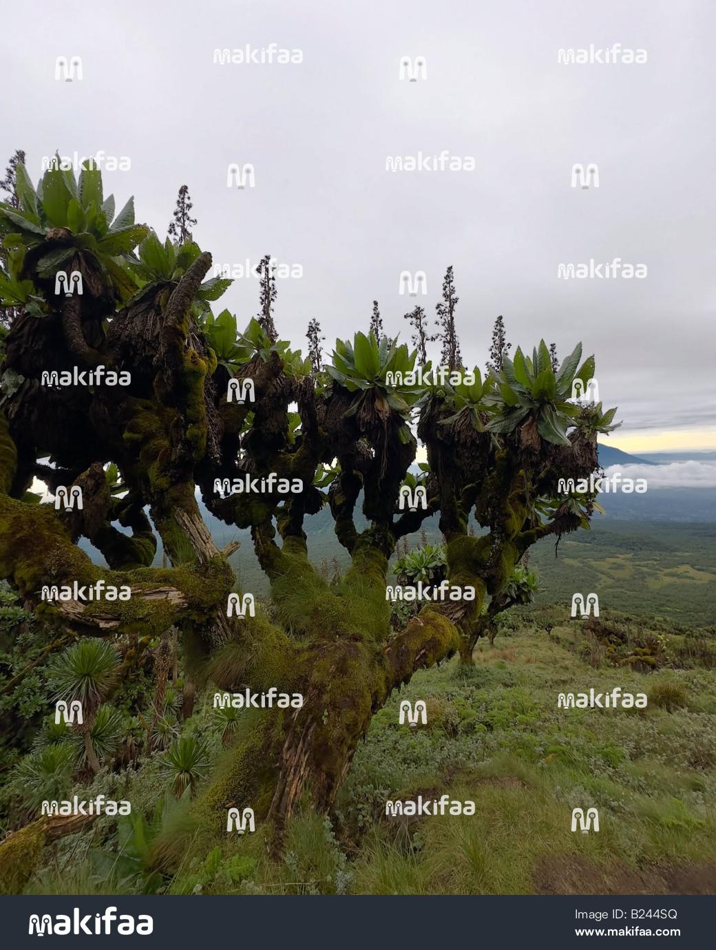 A tree with wide branches standing against a backdrop of green mountains