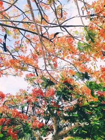 Red Acacias