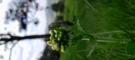 Close-up of a green plant growing in a natural field