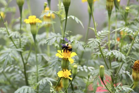 Bee on marigold flower