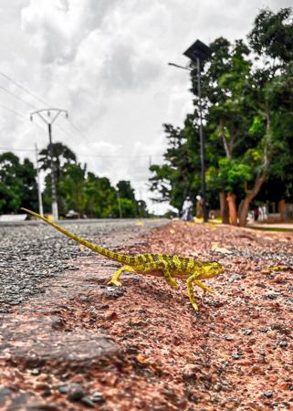 Camaleão atravessando uma estrada em vegetação tropical