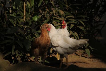 Réunion de poulet