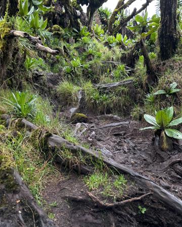 Close up of muddy volcanic soil surrounded bu lush greenery