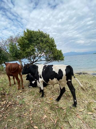 Vaches au bord d&#39;un lac profitant de l&#39;herbe 