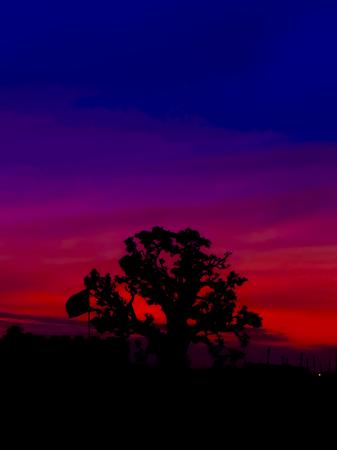 Coucher de soleil intense derrière un arbre isolé
