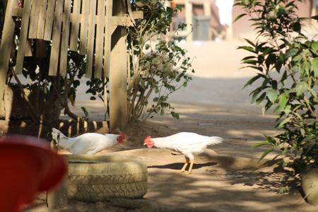 Scene of two roosters about to fight