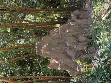 Grande cupinzeiro feito de terra vermelha no coração de uma floresta. 