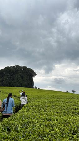 Vue d'un champ de plantation de thé vert au Rwanda