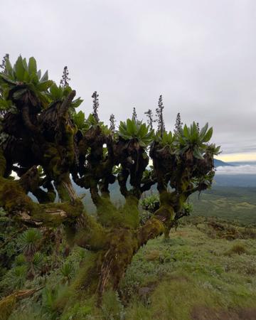 Large unique tree with with wide branches against a backdrop of green mountains view