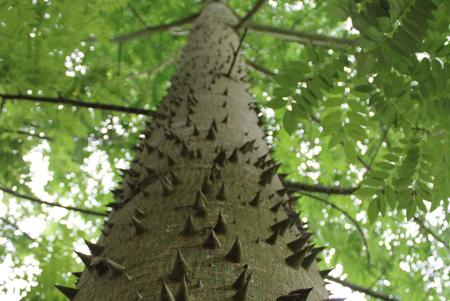 Tree trunk with thorns
