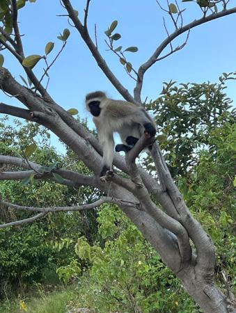 Scène d'un singe montant sur l'arbre