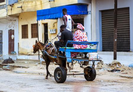 Woman and two young men on a dromedary during the rainy season