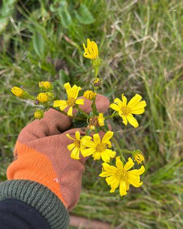 Small bright yellow wildflowers
