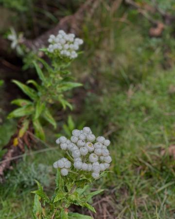 Small white wildflowers close up view