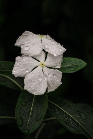 Morning freshness on white petals