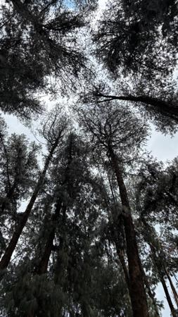 Vue des troncs élancés et feuillage dense dans une forêt sous ciel voilé