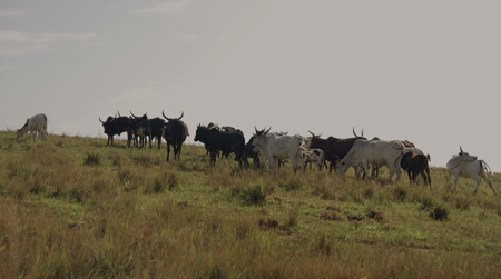 A herd of cows on a green hill