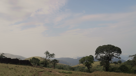 Vegetation dances under a gray sky